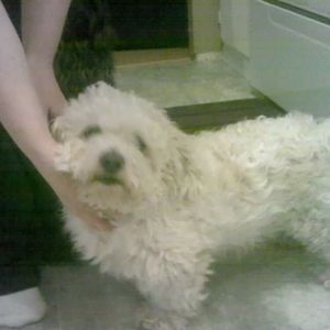 Meet your Posher, Johnson